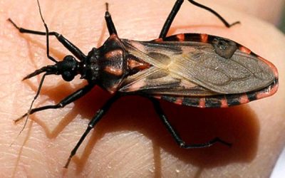 ENFERMEDAD DE CHAGAS – PREVENCIÓN
