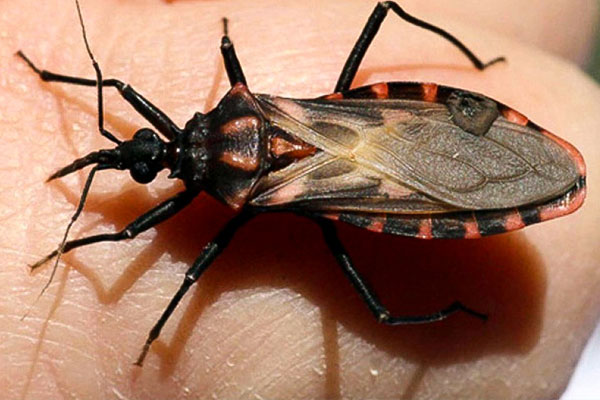 ENFERMEDAD DE CHAGAS – PREVENCIÓN
