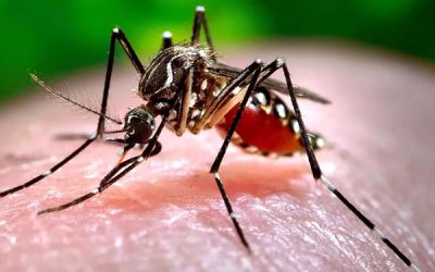 DENGUE, ZICA Y CHIKUNGUNYA – PREVENCIÓN