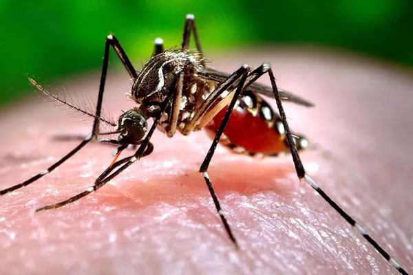 DENGUE, ZICA Y CHIKUNGUNYA – PREVENCIÓN